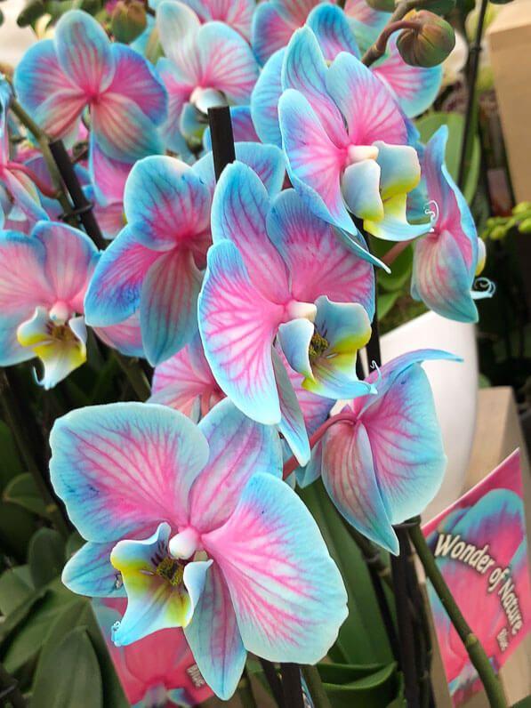 Dreamweaver's Whimsical Floral Cascade